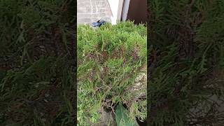 Mor pankh plant ☘️🏡plants garden gardening ytshorts viralshorts explore [upl. by Mar]