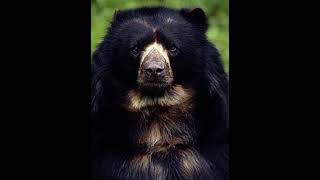 Dramatic Spectacled Bear [upl. by Lona]