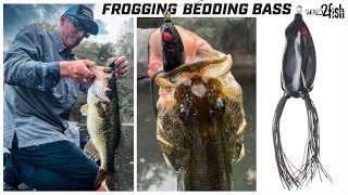 Frog Fishing for Bedding Bass  Tactics and Gear [upl. by Mellisa]