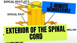 2Minute Neuroscience Exterior of the Spinal Cord [upl. by Sybila]