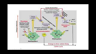 Photophosphorylation Biology Unit 2 [upl. by Jodoin]