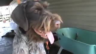 German Wirehaired Pointer Grooming [upl. by Namia]