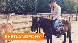 Shetlandpony  PaardenpraatTV [upl. by Benita487]