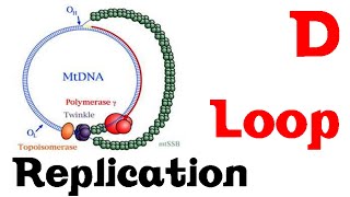 D loop replication [upl. by Ikairik]