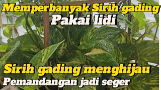 🔴MEMPERBANYAK SIRIH GADING‼️ CARA MERAMBATKAN BIAR MAKIN SUBUR sirihgading [upl. by Edholm]