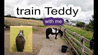 TRAIN TEDDY WITH ME  LONG REINING AND TRICK TRAINING  HOW TO I DO IT  CRAZY EQUESTRIAN [upl. by Madra]