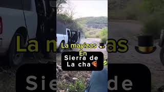 La mayizas están en sierra de la cha🍕 mayitoflaco mexico sinaloa lospshorts lpm [upl. by Cibis22]