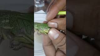 Grasshopper Locust introduction before dissection [upl. by Enirehs]