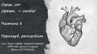 Анатомія серцяЧастина 8Перикард pericardium околосердечная сумка [upl. by Girand898]