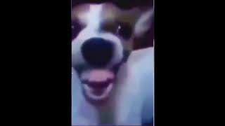 Dog Laughing Meme Original 1080p [upl. by Enylcaj137]