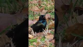 Nutcracker beak birds birdwatching commongrackle [upl. by Nnylyam]