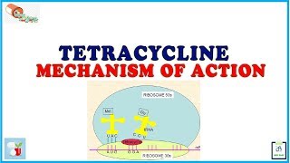 Tetracycline Mechanism of Action [upl. by Risley806]