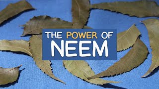 The Power of Neem Leaves  Revered Ayurvedic Herb with Highly Valued Benefits [upl. by Noed]