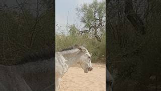 donkeys youtubeshorts shortvideo [upl. by Eissoj269]