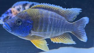 ALL LAKE MALAWI BEAUTY MIXED MALAWI CICHLIDS [upl. by Hgielac]