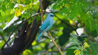 Verditer Flycatcher Bird  blue bird  Short Documentary Film  by Ayoub Nayiak [upl. by Ayenat]