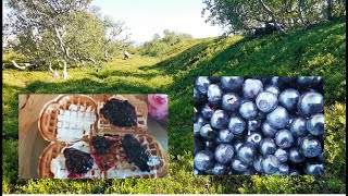 70° N  Blueberries  Summer in Arctic Norway  070824 [upl. by Enenaj]