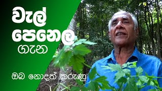 වැල් පෙනෙල ගැන ඔබ නොදන් දේ health benefits of welpenela [upl. by Corrianne]