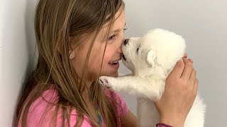 Cute Samoyed Puppies are learning how to play [upl. by Ennaegroeg]