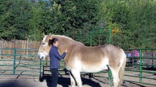 Breaking a Belgian Draft Horse  part two [upl. by Esinel]