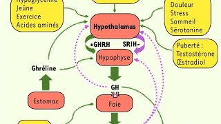 exploration des endocrinopathies biochimie UE3 endocrino 3eme année médecine part 2 [upl. by Lozano632]