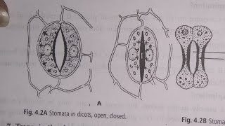 structure of stomata in dicot and monocot seed [upl. by Ateloj]