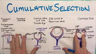 Cumulative SelectionGetting It Done One Step at a Time [upl. by Ailido]