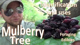 The Mulberry Tree Uses and Identification Survival Foraging [upl. by Nolyaw262]