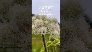 冰岛天使草Angelica archangelica iceland travel nature music graceminamimiya [upl. by Packton120]