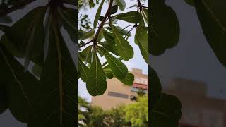 Smallleaf terminalia fruit with obvious leaf veins小葉欖仁果與明顯葉脈VID20240713174709 [upl. by Seabrooke]