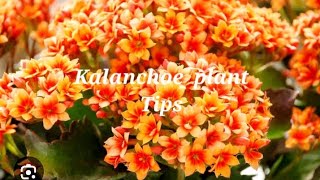 Kalanchoe plant ke bareme puri jankari Kalanchoe plant tips [upl. by Hamal]