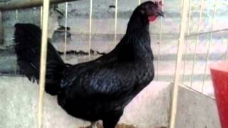 Gallinas brown red puras [upl. by Neeruan67]