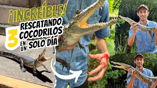 3 rescates de cocodrilo moreletii en un día  Un día bastante extremo  Mexican crocodile rescue [upl. by Nilek]