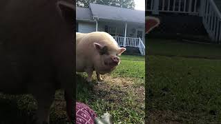 Front yard piggy grazing pig piggy youtubeshorts shorts [upl. by Faustus]