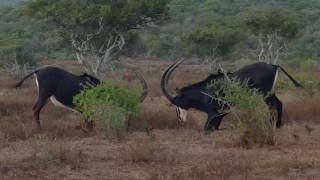 Sable antelope fighting in South Africa [upl. by Eidoc]