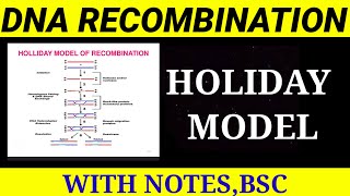 HOLIDAY MODEL OF DNA RECOMBINATION Dna Recombination [upl. by Ambrosia218]