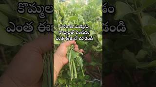 Easy to grow virajaji plant from cuttings youtubeshorts shorts shortvideo [upl. by Lokkin]