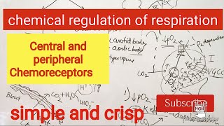 Chemical regulation of respiration [upl. by Rebecka]