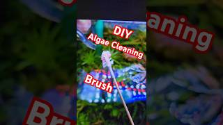 Algae আর ময়লা পরিষ্কারের জন্য বানিয়ে ফেললাম Diy Algae Cleaning Brush aquarium plantedtank fish [upl. by Dall190]