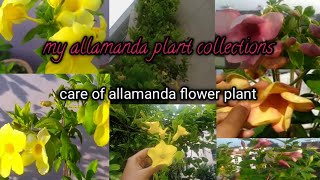 allamanda flower plant care and my collection of allamanda [upl. by Raasch]