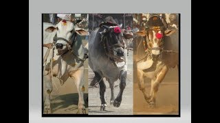 150th Video of the Channel  BOULDER BULLS IN ACTION at various shows held in Andhra amp Telangana [upl. by Nalyr]