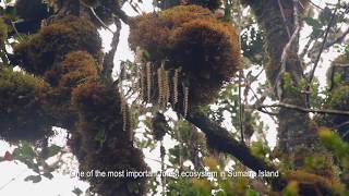 Hutan Leuser Aceh Tempat terindah di Bumi [upl. by Coughlin]