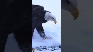 Lion Roars vs Eagle Facts A Battle of the Beasts [upl. by Naivad]