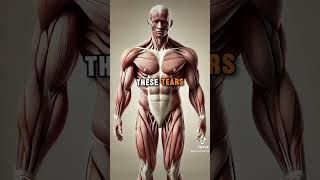 Muscles 💪 muscle anatomy knowledge facts viralvideo [upl. by Supmart204]