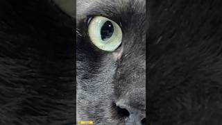 Look into my eyes cat [upl. by Willner]