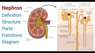 Nephron Definition Structure Physiology Functions [upl. by Calondra]