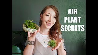 HOW TO GROW AND CARE FOR AIR PLANTS  TILLANDSIA [upl. by Lu]