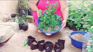 How to Plant White Hibiscus Syriacus [upl. by Odradlig]