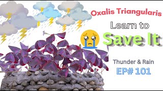 Expert Gardener Shares Top Tips to Save Oxalis Triangularis from Rain ep101 [upl. by Croft]