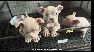 You WONT BELIEVE The Cutest Exotic Bullies Puppies Available Now [upl. by Gerg513]